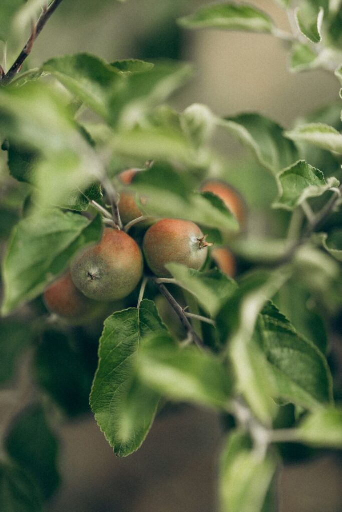Bezoek appelboomgaard Zweden